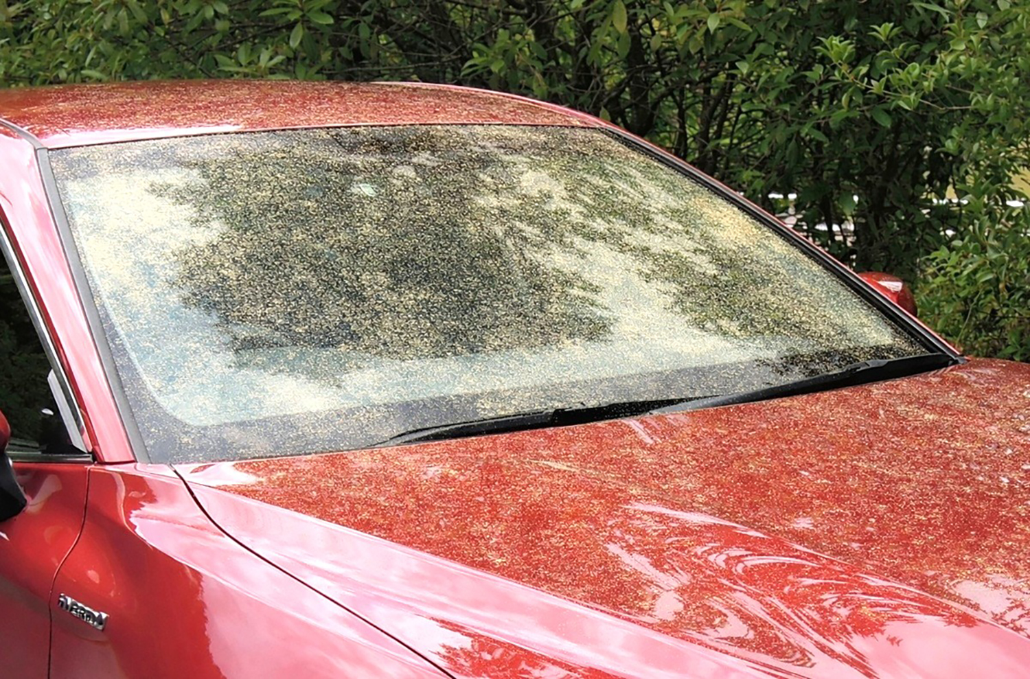 洗車マイスターが教える覚えておきたい「花粉」と「黄砂」の安全な落とし方
