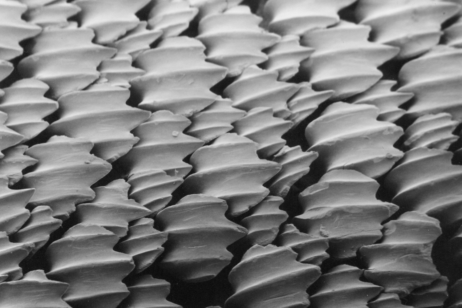サメの肌の拡大画像 〜 画像15