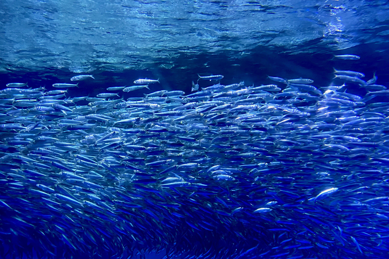 イワシの魚群