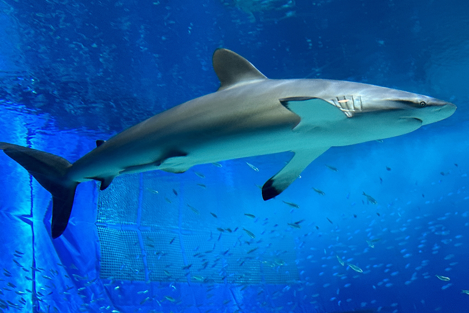 重要なのは空気抵抗よりも圧力抵抗！　サメ肌に学ぶ驚きの流体力学とは 〜 画像14