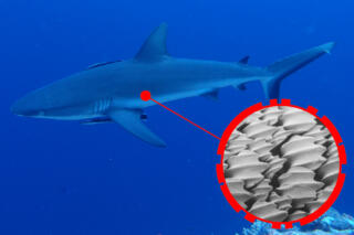 重要なのは空気抵抗よりも圧力抵抗! サメ肌に学ぶ驚きの流体力学とは