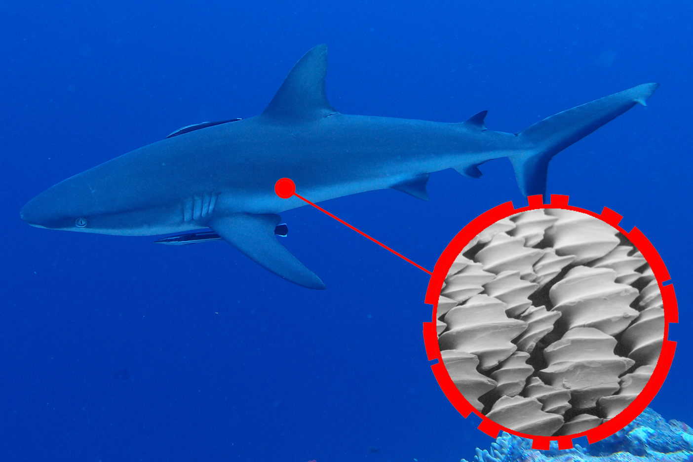 重要なのは空気抵抗よりも圧力抵抗！　サメ肌に学ぶ驚きの流体力学とは