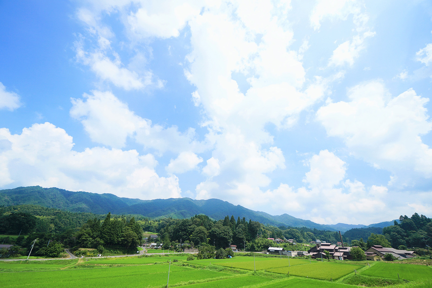 島根県奥出雲町の田んぼ