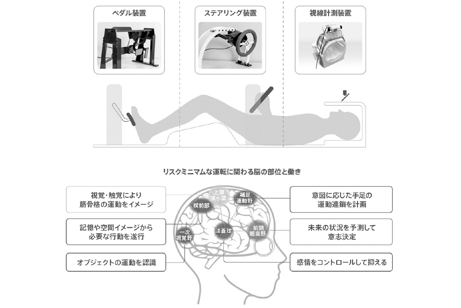 、運転時の脳の働きと目の動きを調査 〜 画像22