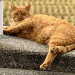 【画像】都会住まいでも他人事じゃない。タヌキや鹿をクルマで轢く「ロードキル」が増加している理由と予防策 〜 画像3