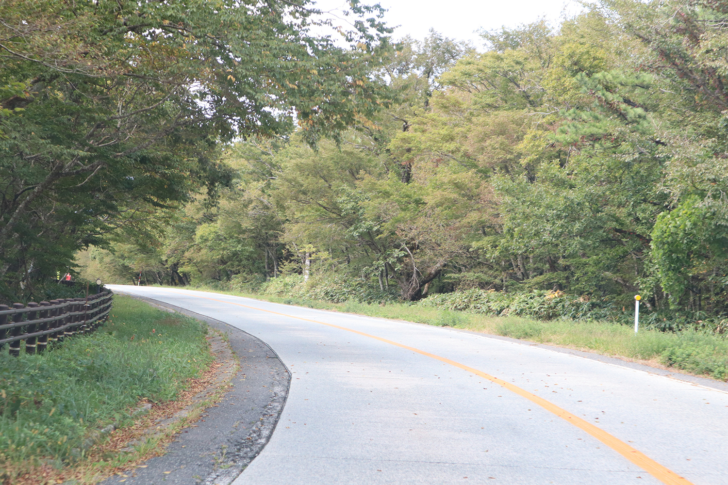 両脇が森になっている道路
