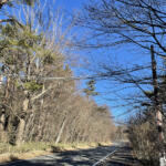 【画像】都会住まいでも他人事じゃない。タヌキや鹿をクルマで轢く「ロードキル」が増加している理由と予防策 〜 画像5