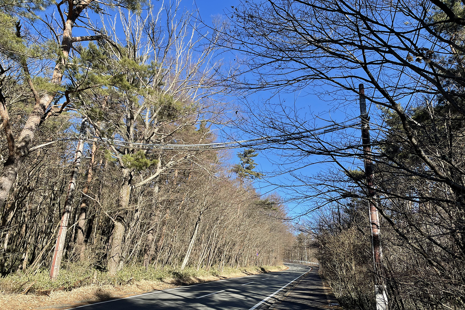 ロードキルが増加するいま知っておきたい危険な時期と時間帯と場所とは 〜 画像5